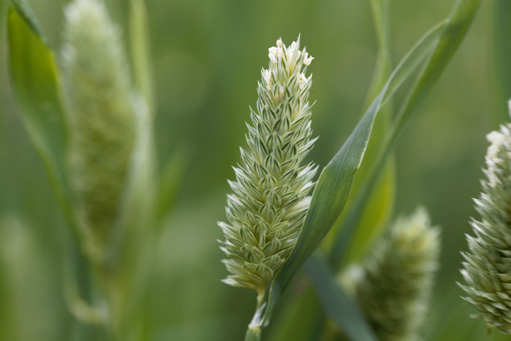 Flowers of Canary grass, Phalaris canariensis